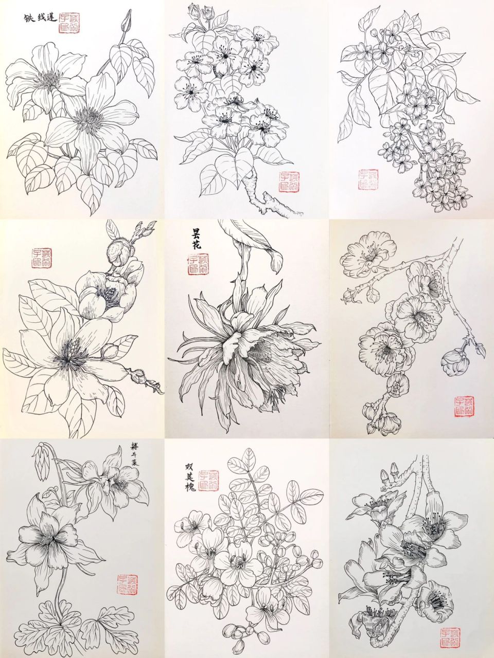 每日一画合集 |针管笔手绘 | 白描花卉 近日偷懒了些,跑去拍拍视频拍