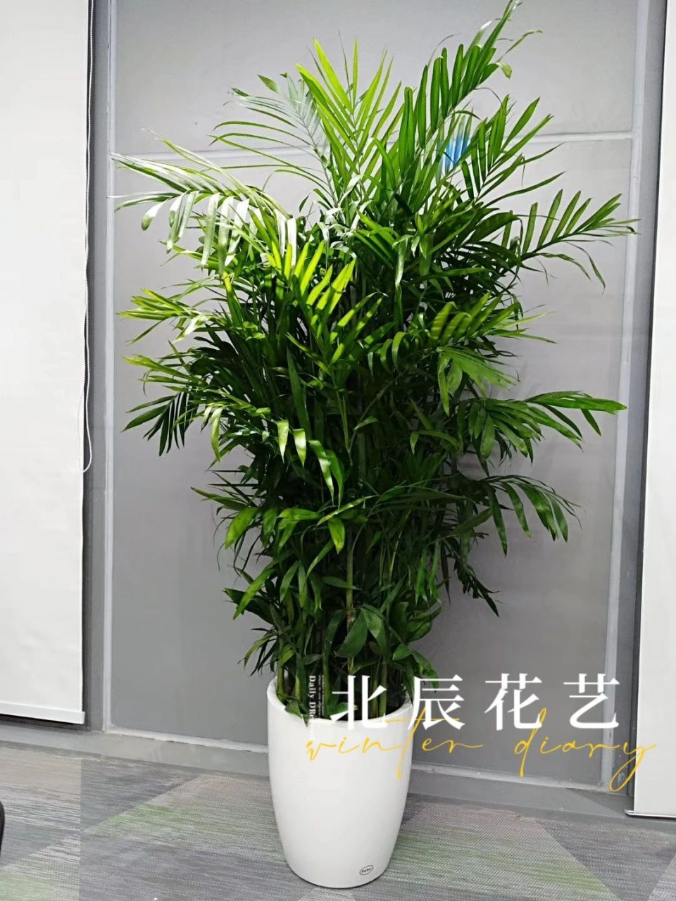 夏威夷椰子养护方法 夏威夷叶子养护 1,土壤:养殖夏威夷椰子需要使用