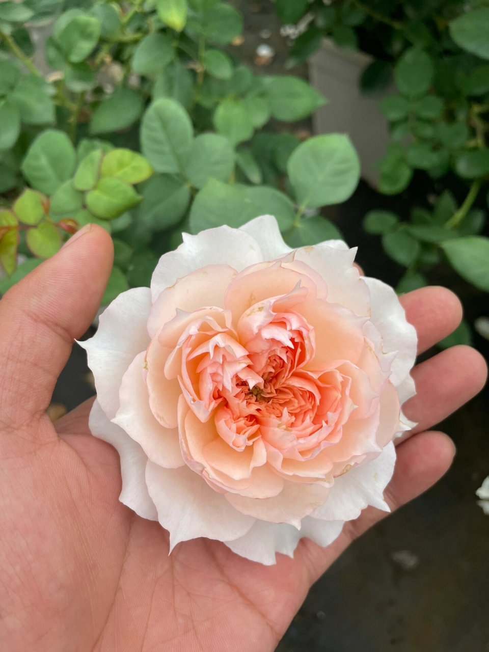 莫妮卡戴维:一款近乎完美的月季,多季绽放, 月季花是很多花友爱养的