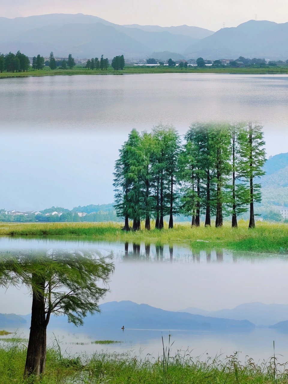 四明湖水杉湿地宛如仙境 73在余姚的四明湖藏着一处惊艳的水杉湿地.