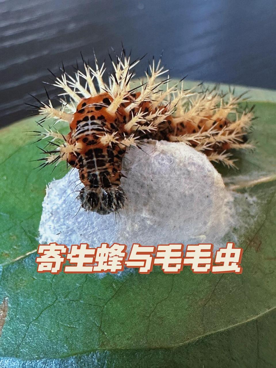 这是什么昆虫# #奇妙的动物# #自然教育# #趣味知识科普# #寄生蜂