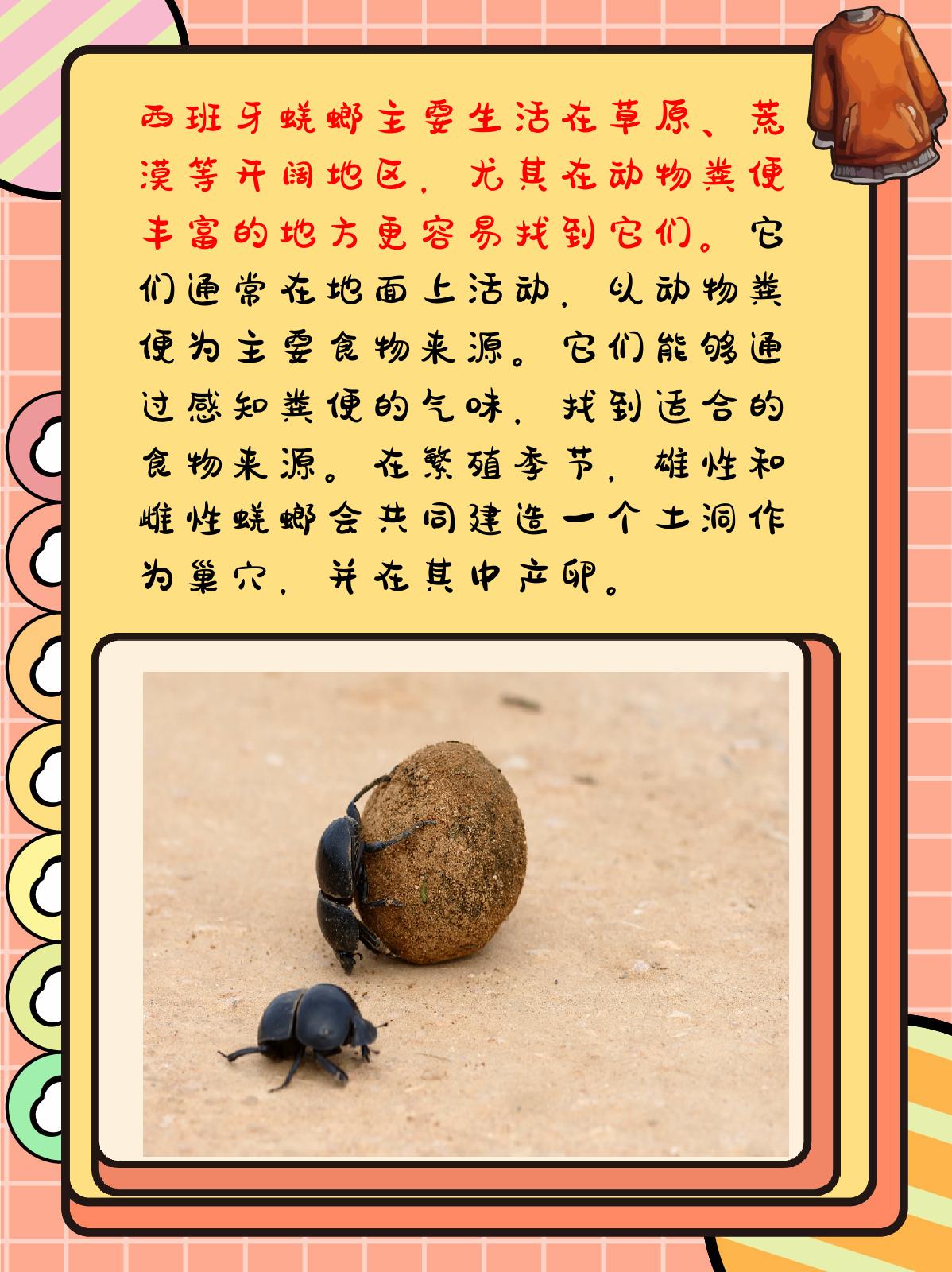 西班牙蜣螂的特点和生活特征