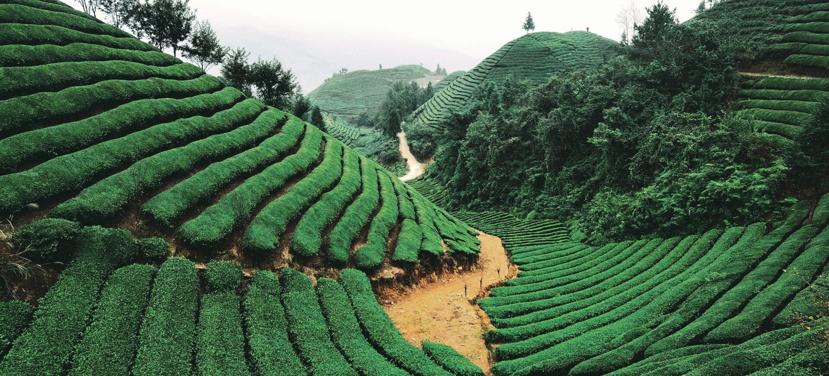 【木耳山】千亩茶海～恩施走马镇 位于恩施鹤峰县走马镇 千亩茶海 万