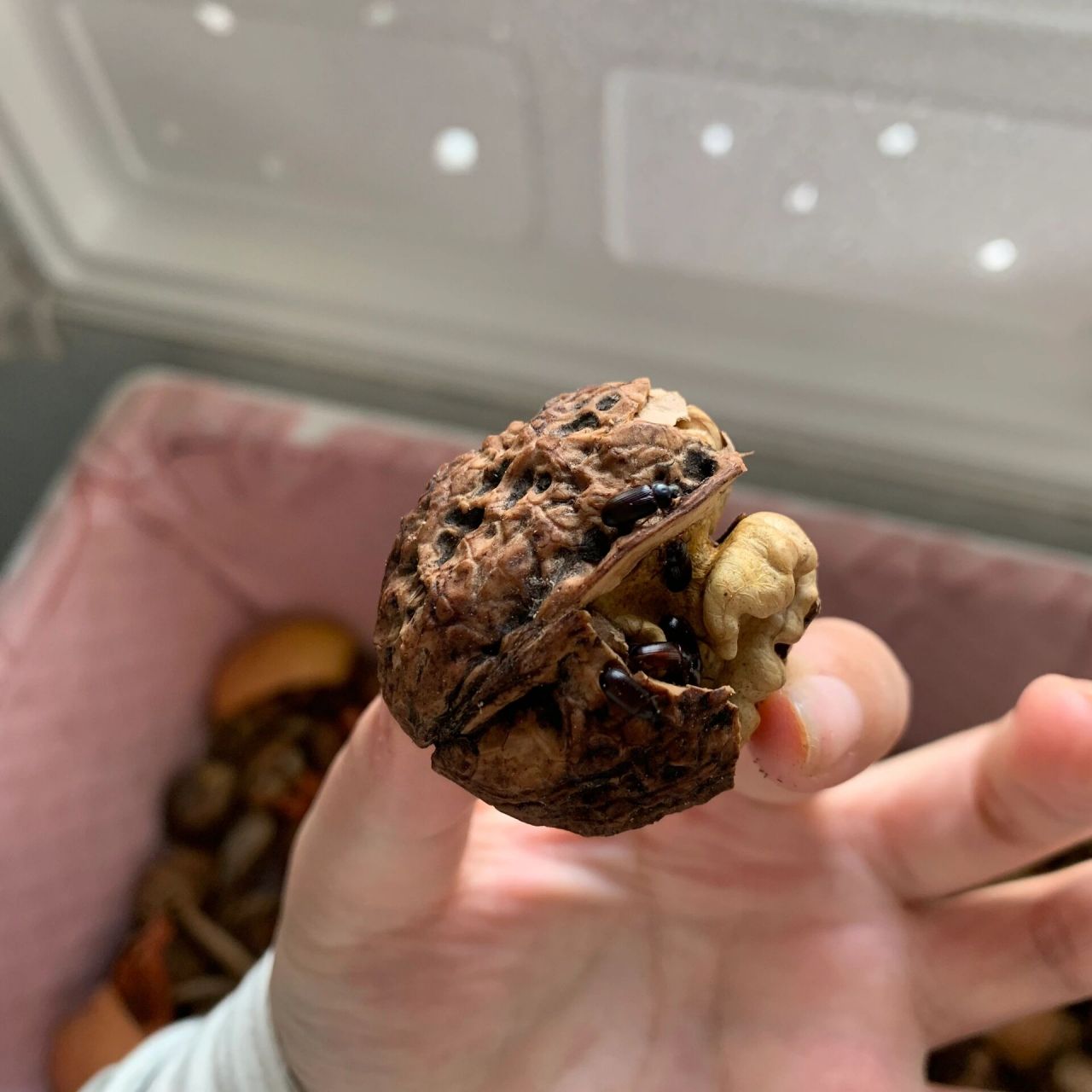 养虫日记～ 洋虫,也叫九龙虫