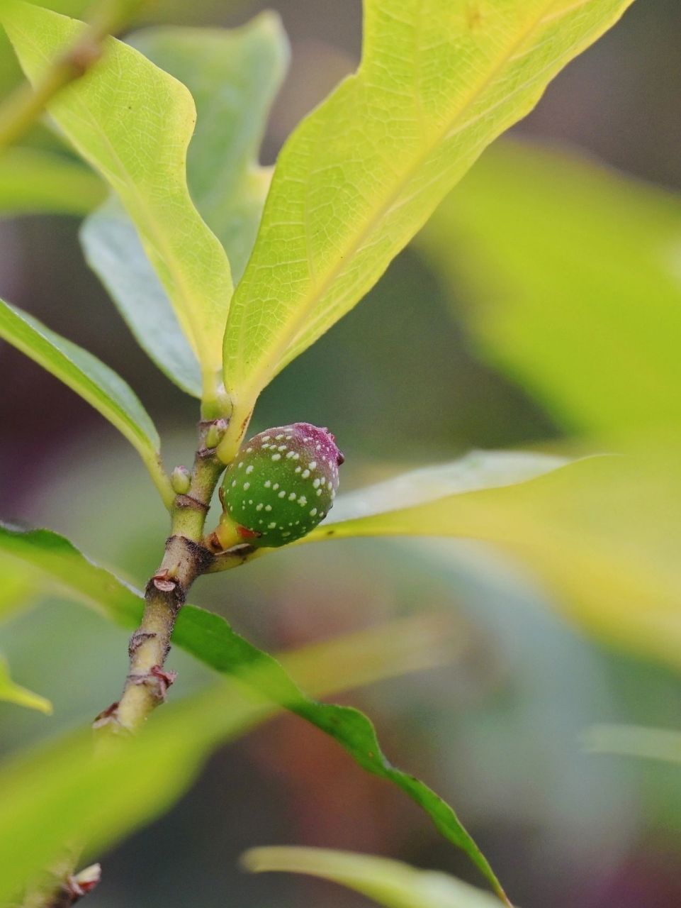 【果之语】牛奶子 学名:菱叶冠毛榕.一种野果,可食,甜而多汁.