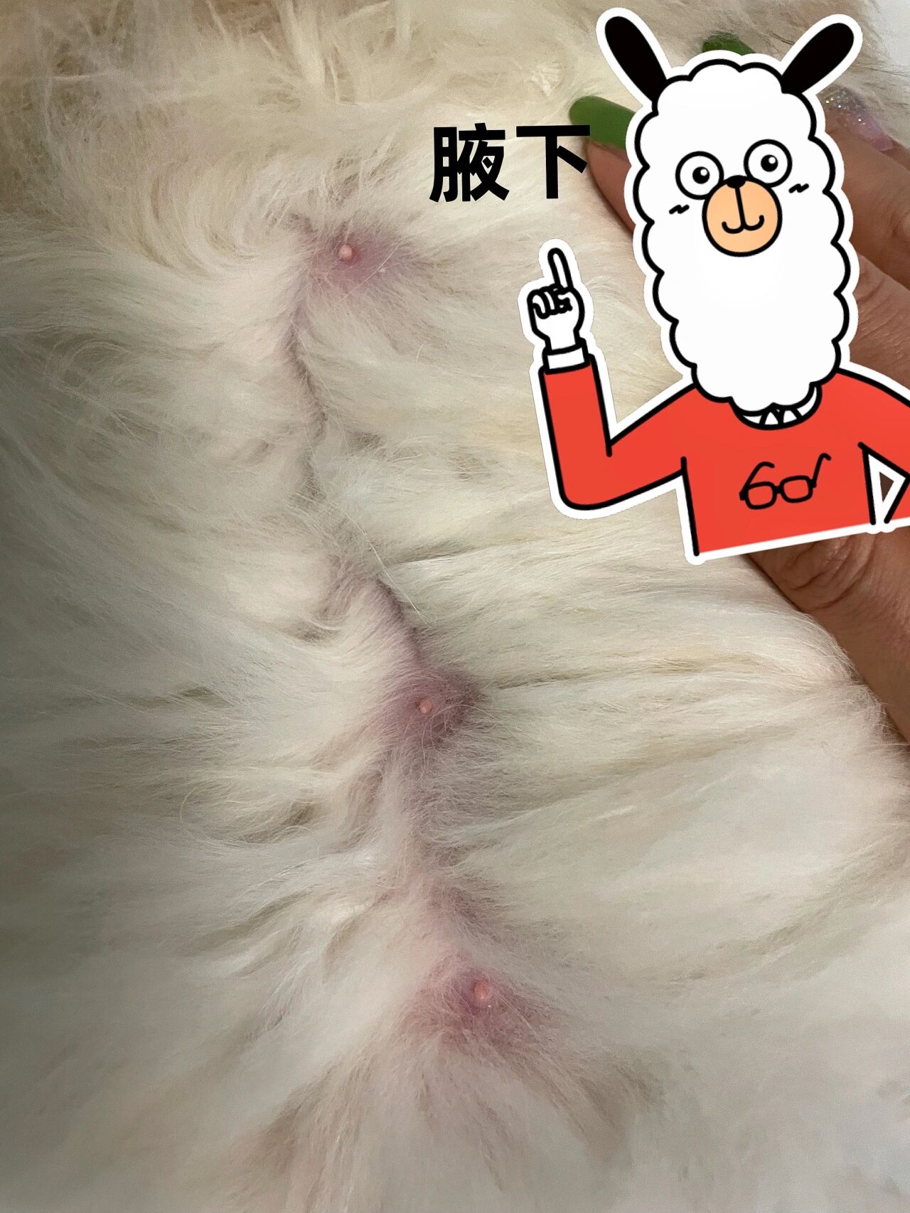 猫怀孕辨别最早的方式