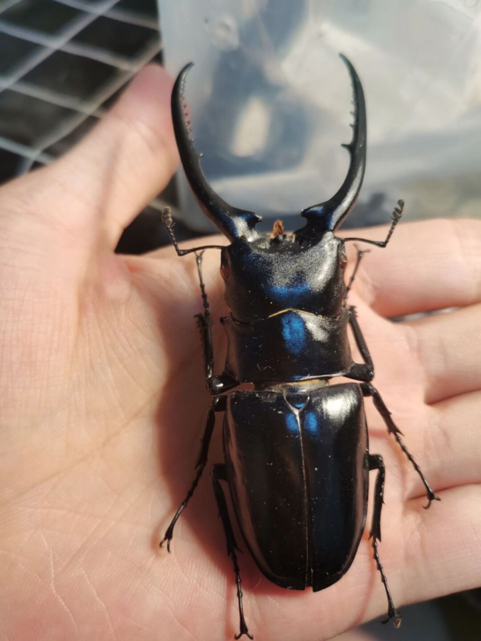 💚孔夫子锯锹甲💚 💚孔夫子锯锹甲是我国体长最长的甲虫,分布于