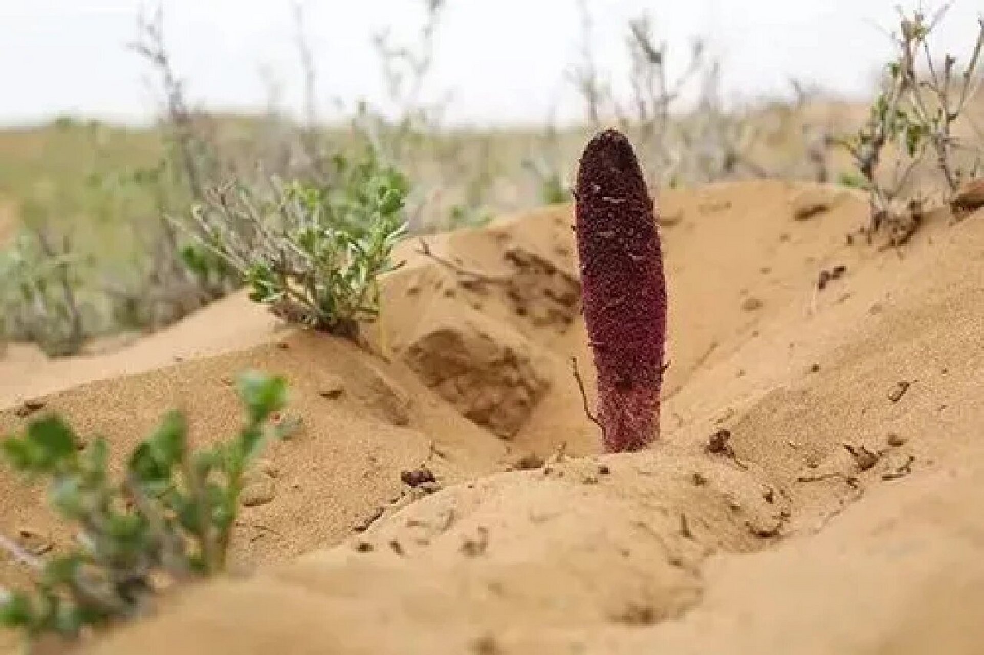 锁阳图片 种植基地图片