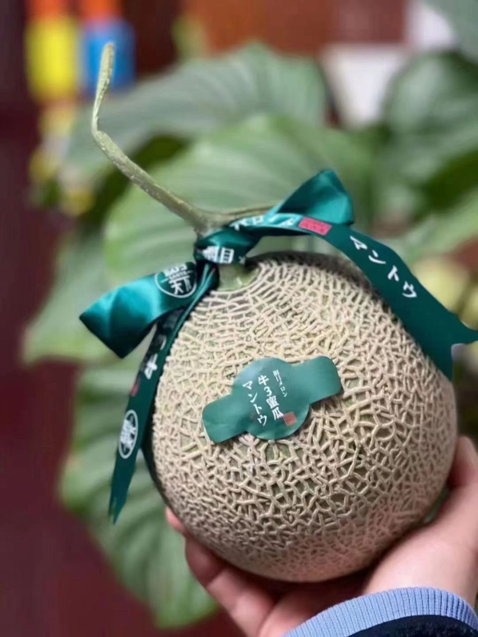 满足甜味党的一切挑剔:牛3蜜瓜(玫珑瓜) 90牛3玫珑瓜其实来自日本