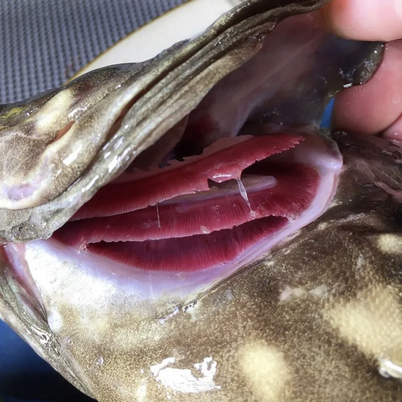 5斤/条 石斑鱼,1～3斤,清蒸,煮汤均可