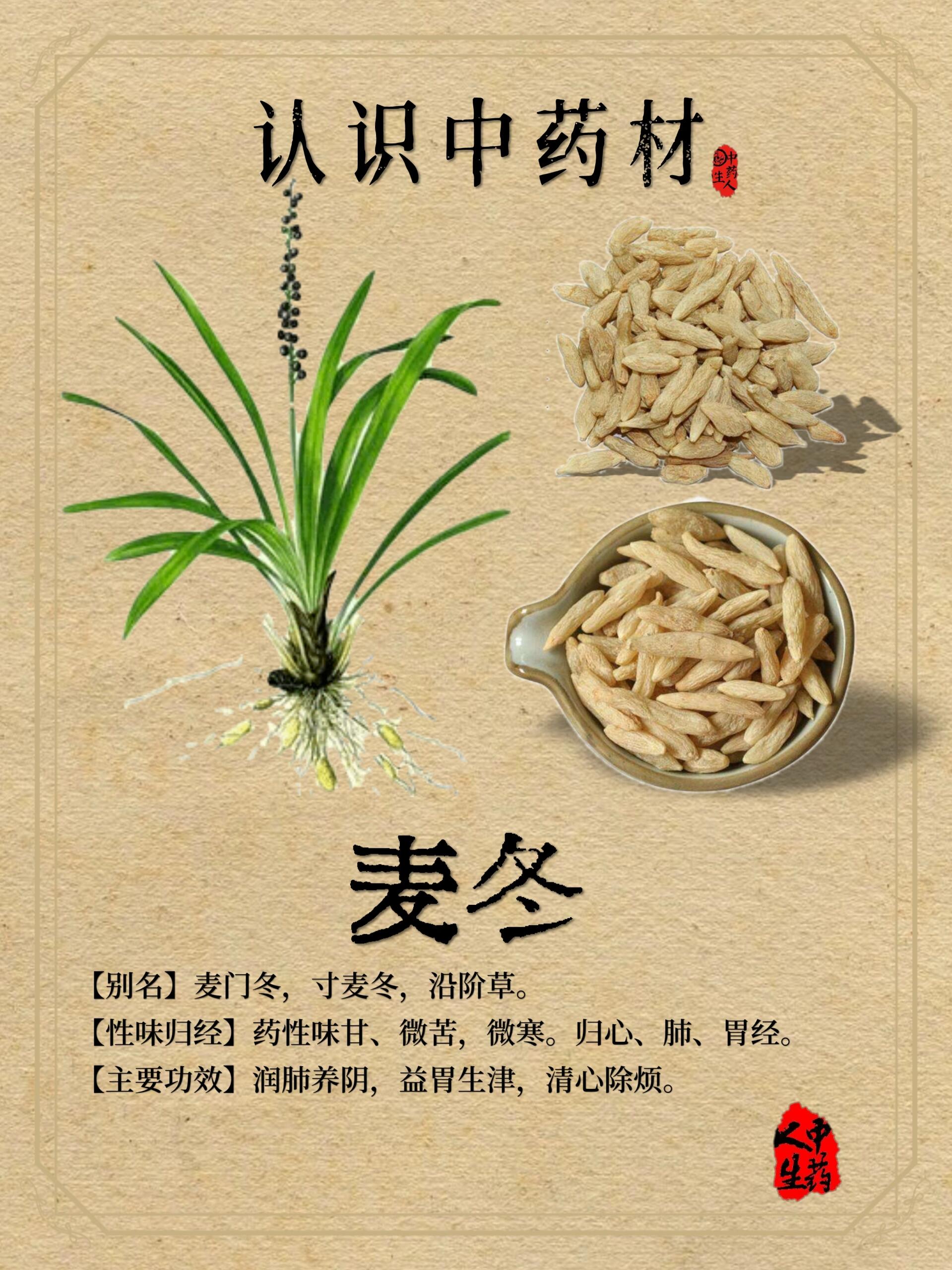 麦冬的作用药用价值图片