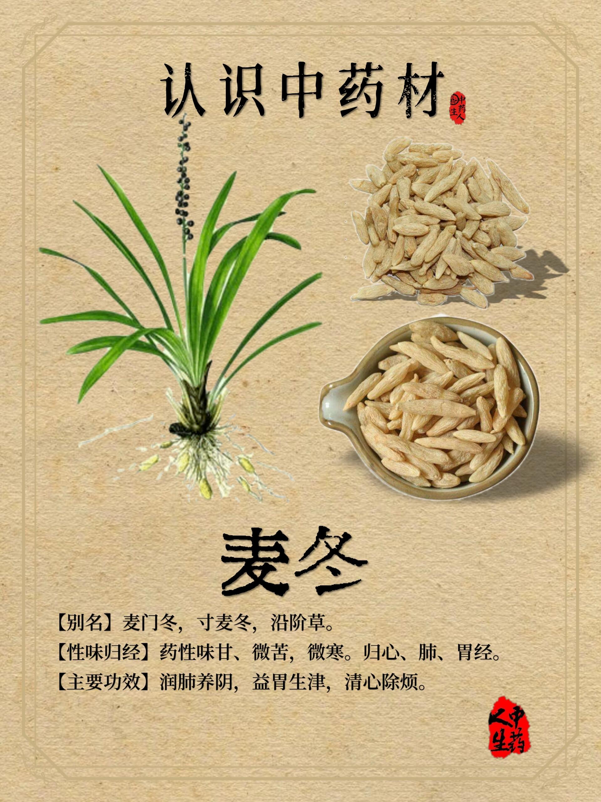 中药材—【麦冬