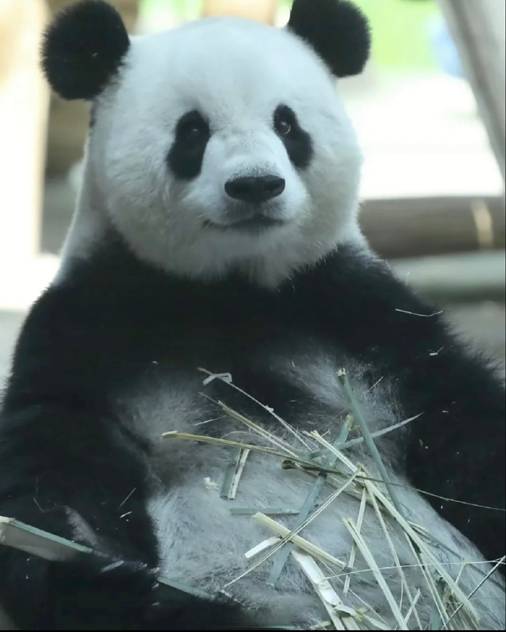 脑袋圆圆的很标致,是熊猫界标杆级别的大美女熊