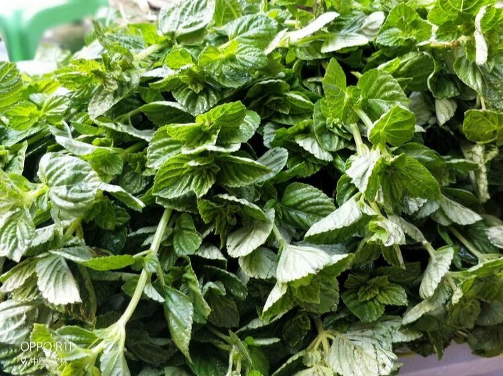 图36615凉粉草洗净 水煮开放入凉粉草 煮至茎叶分离 再过滤,过滤