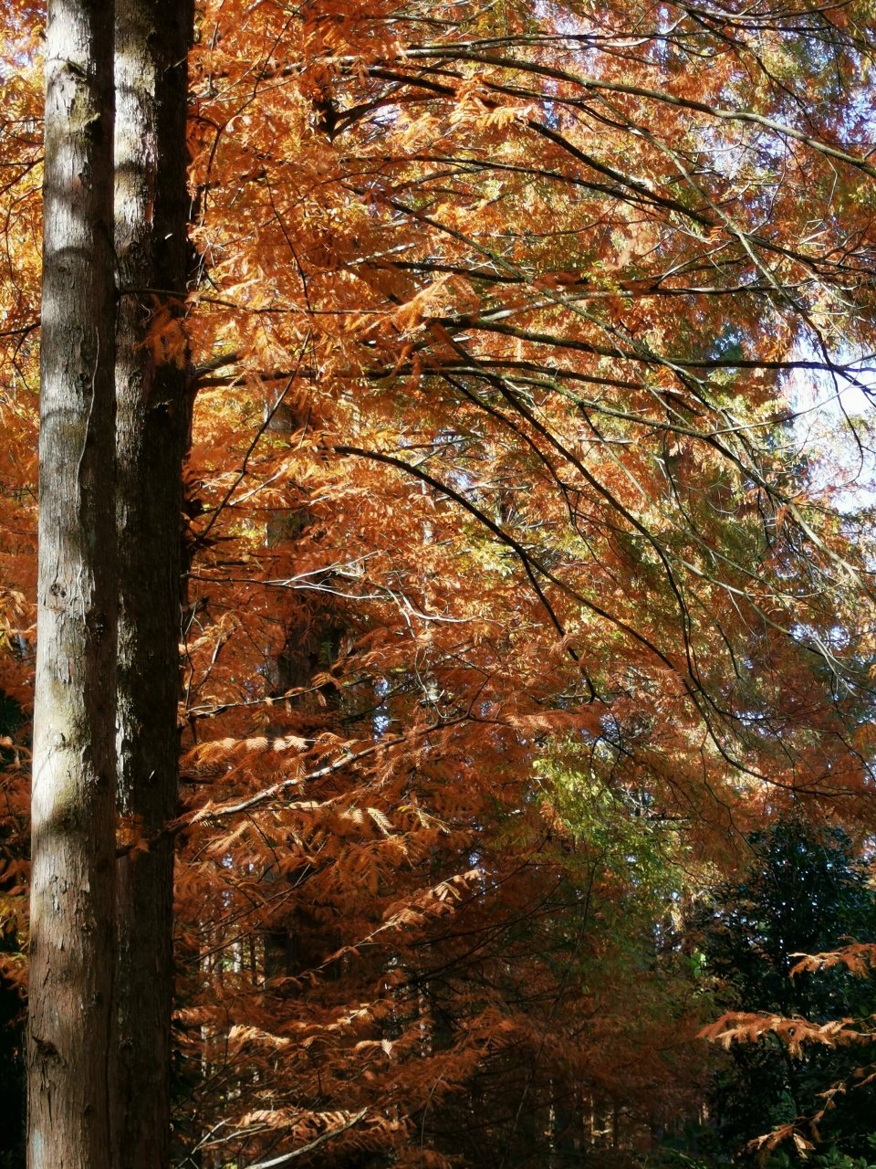 靖州排牙山森林公园