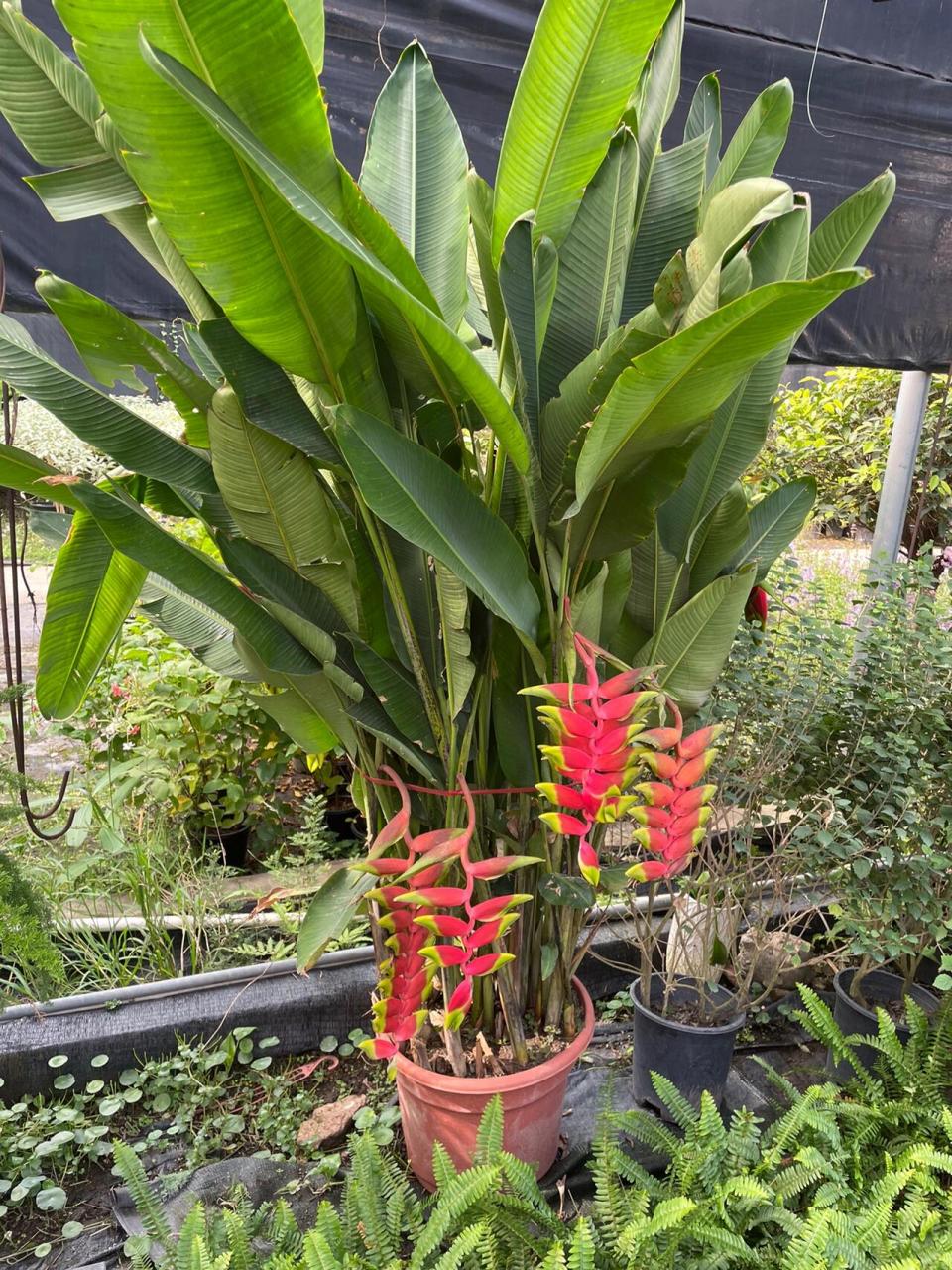 热带专属植物品种——蕉科植物 热带是蕉类植物的天堂 除华南以外其它