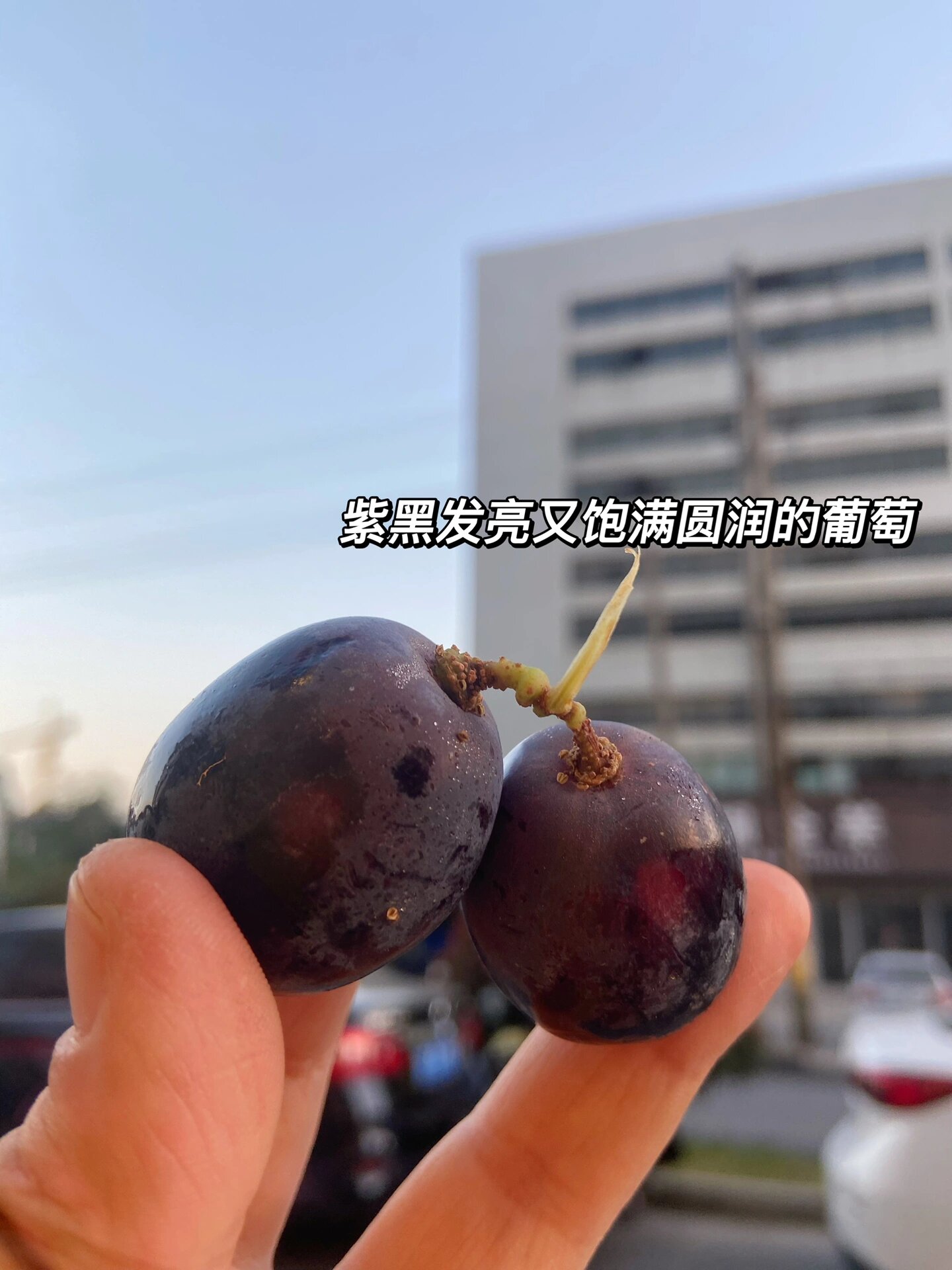 黑加仑葡萄文案