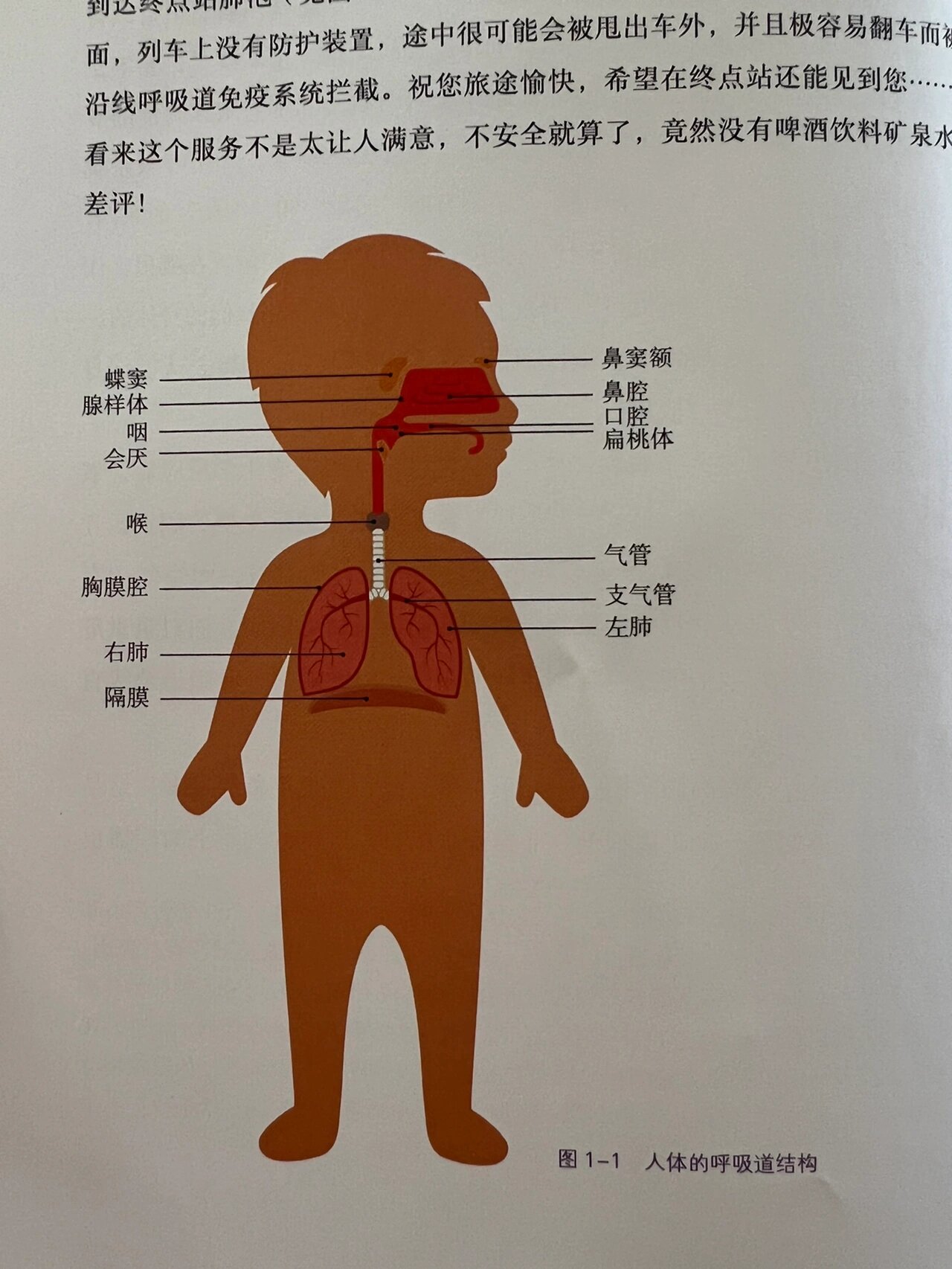 呼吸道各个部分的结构和功能