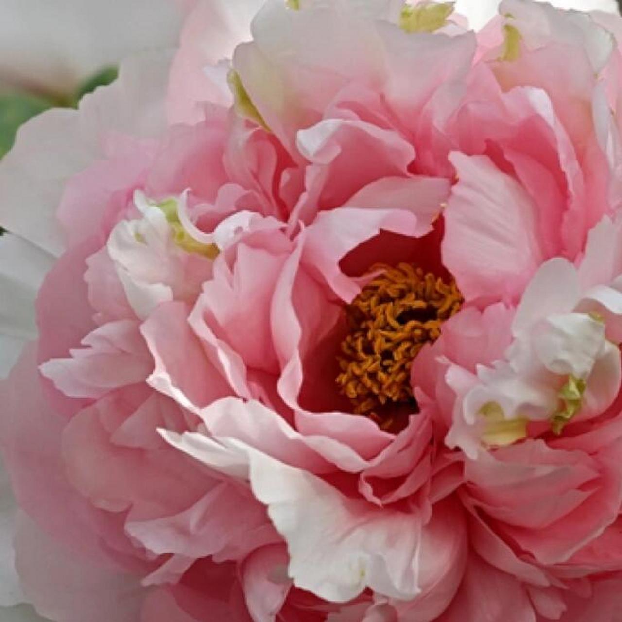 每天了解一个牡丹品种【贵妃插翠】 中原名品,花色为粉红色,花型台阁