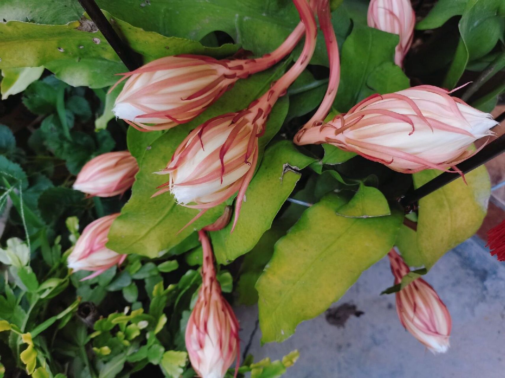 昙花花苞快要开放的预兆 当垂直向下的昙花花苞向上翘起,就意味着它快