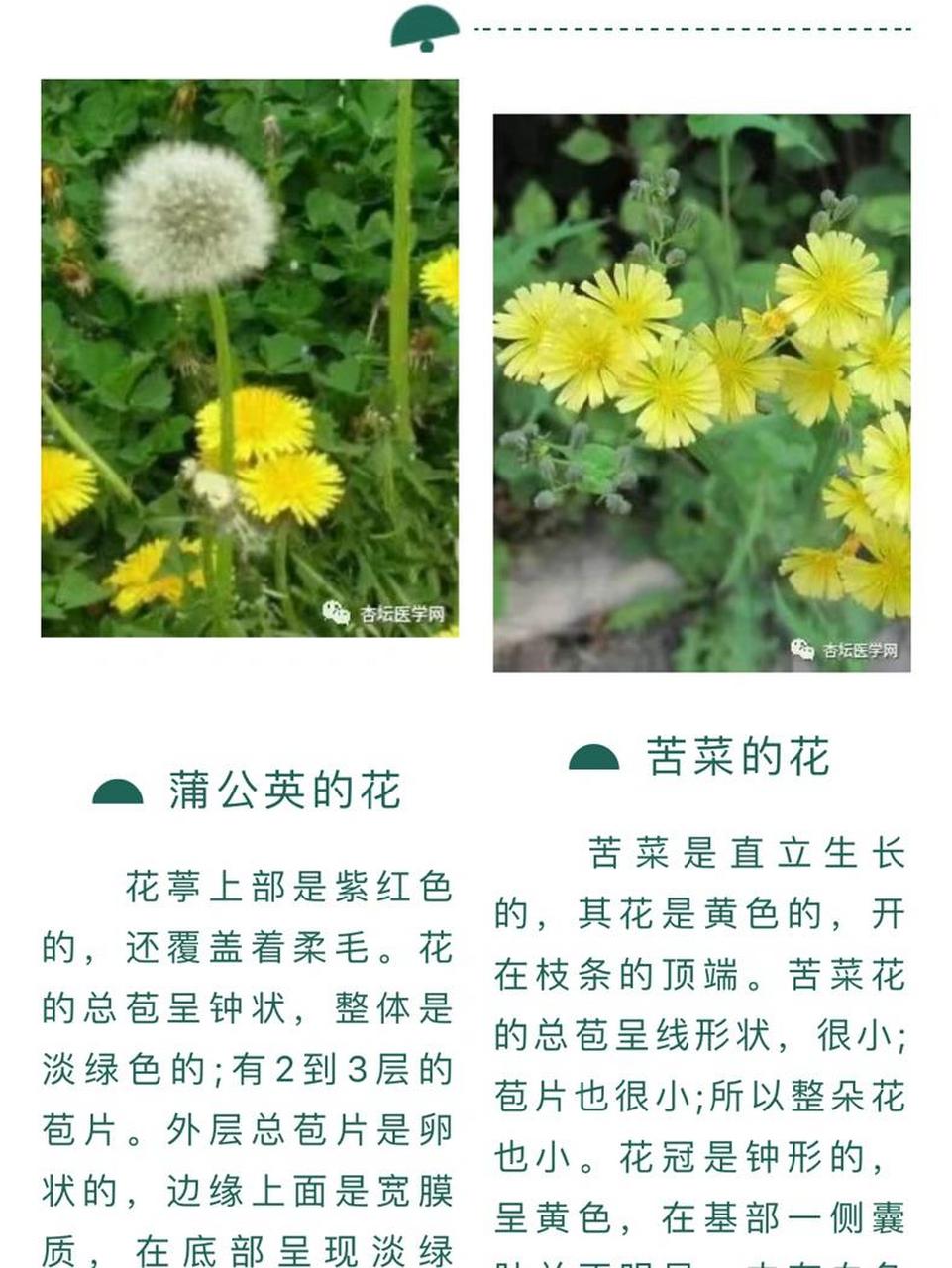 苦菜和蒲公英的区别,3个方面帮你区分 上个发文乡里采野菜图文通过的