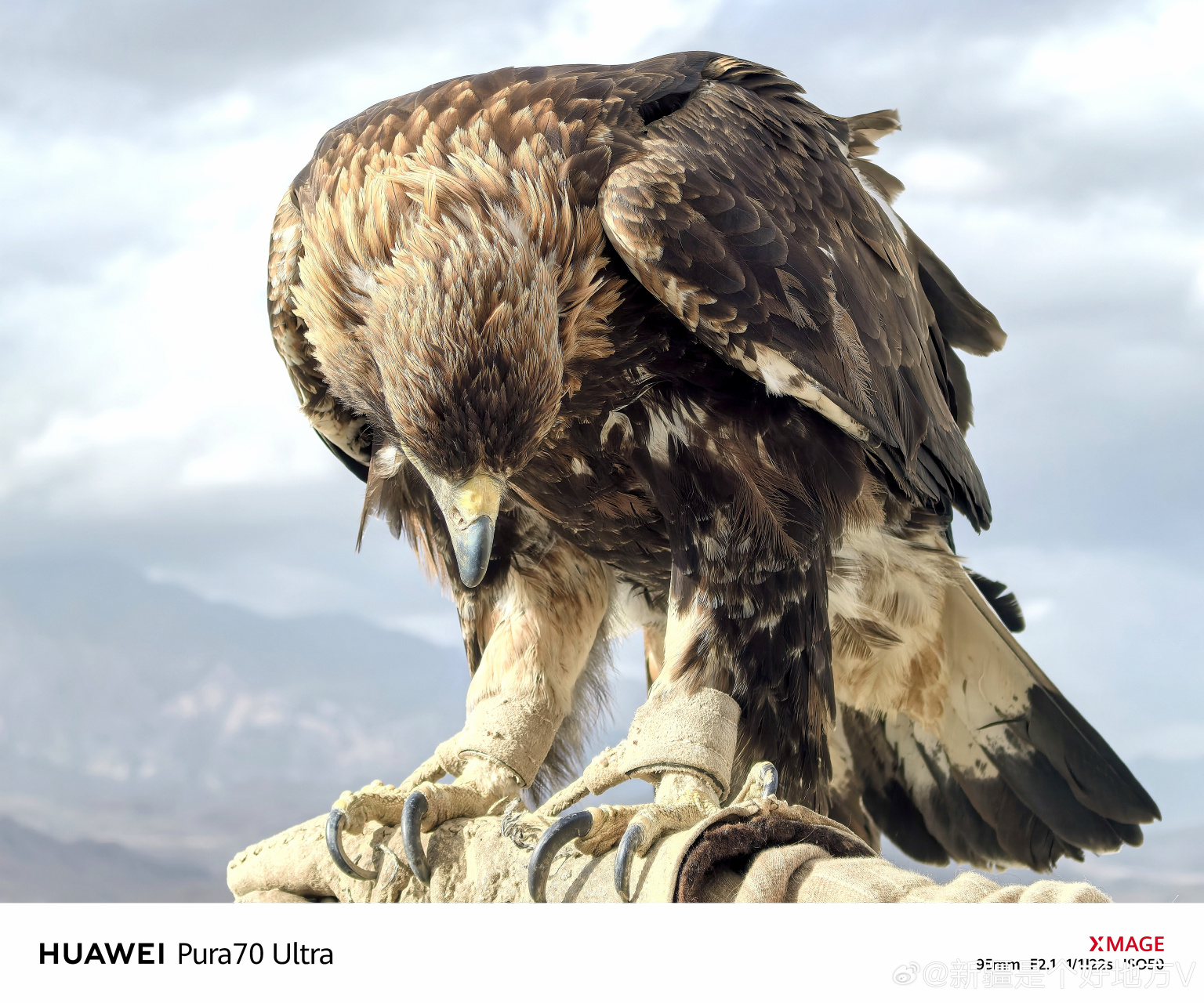 这些雄鹰,是高原上最自由,最骄傲的生灵,它们的每一次振翅,都仿佛在