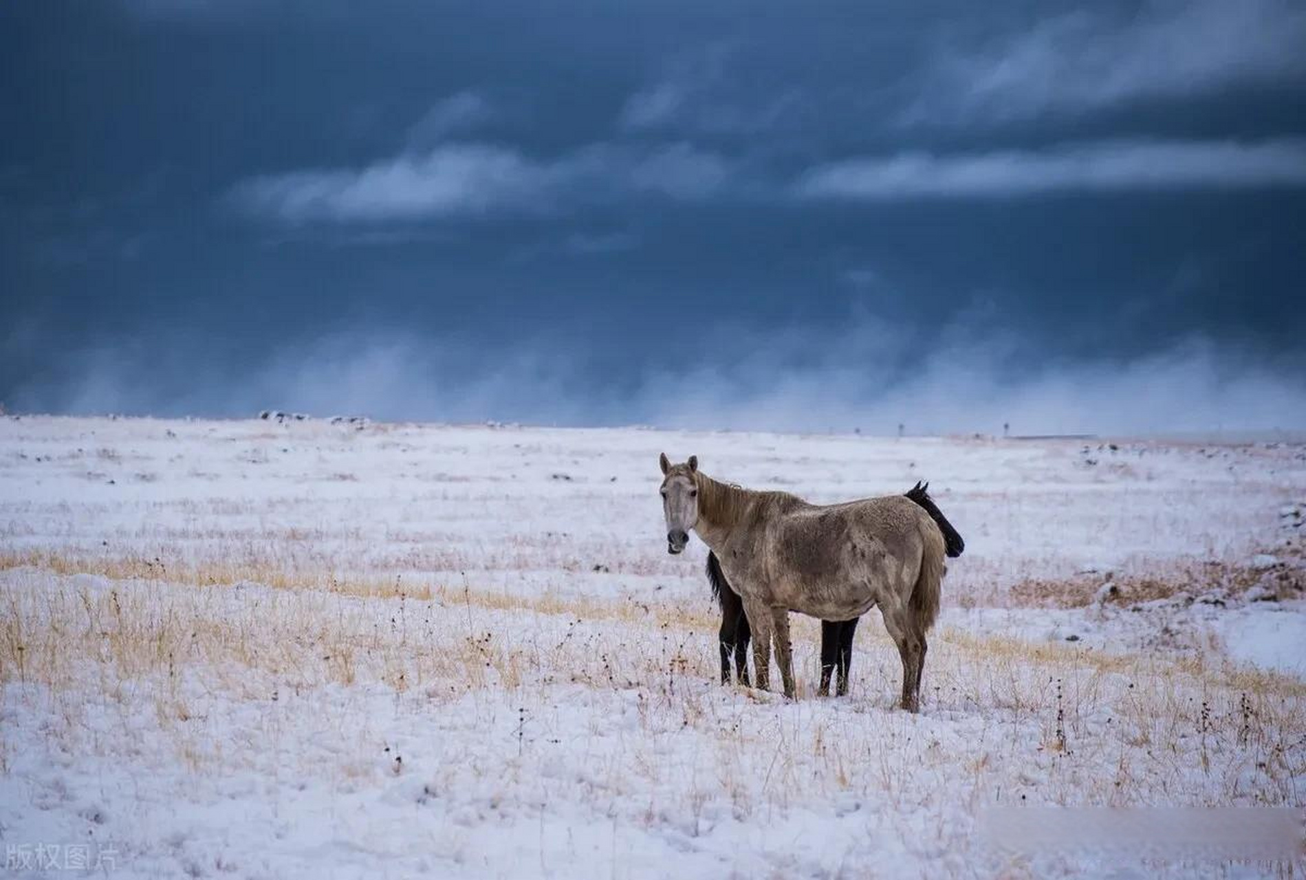土耳其卡尔斯白雪皑皑 野马雪地中艰难觅食 当地时间2022年10月21日