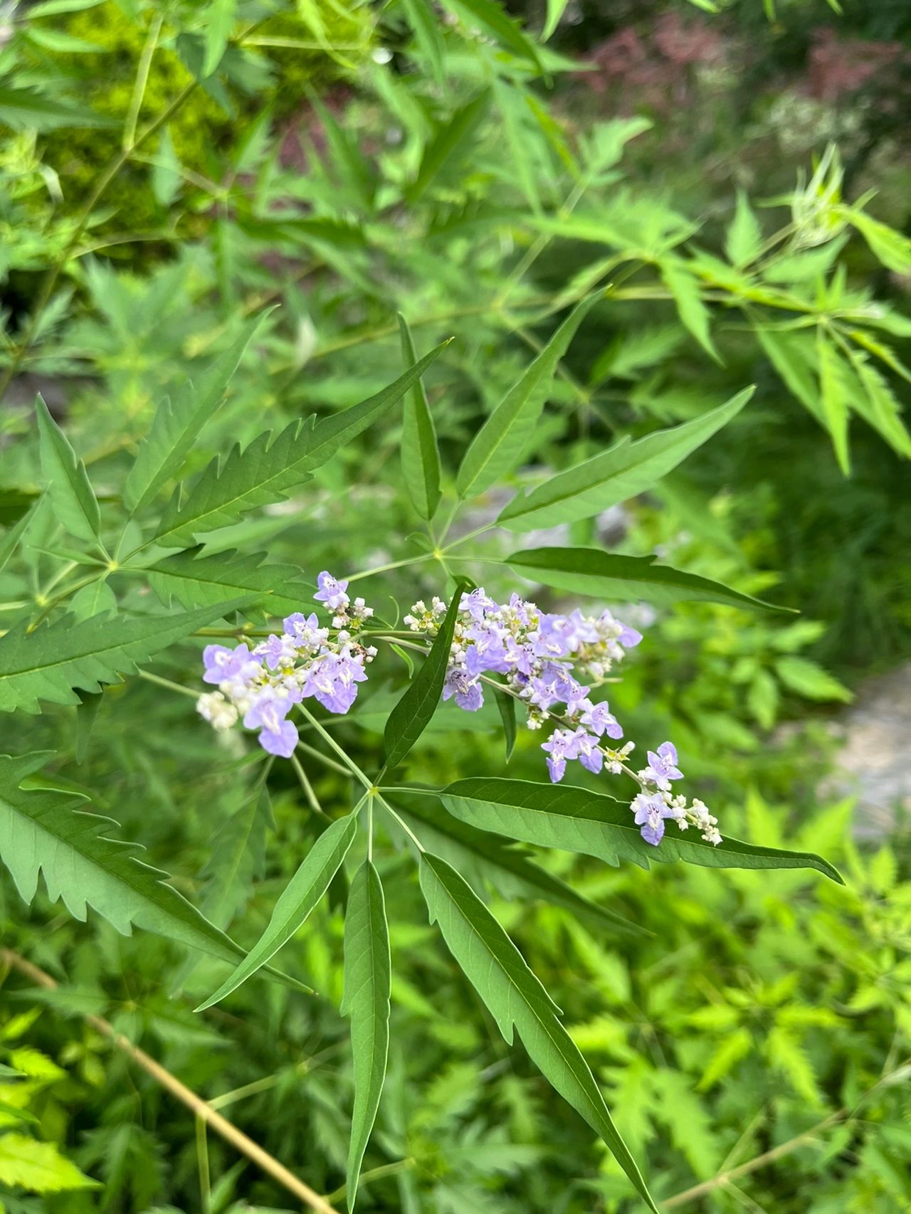 荆草图片百科图片