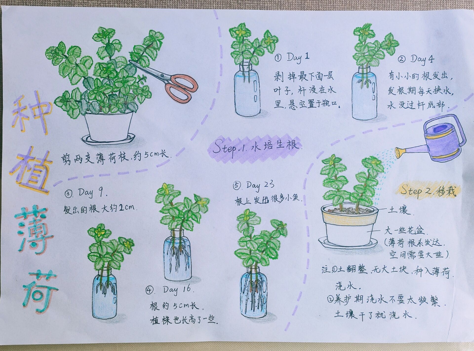 植物观察日记图文结合图片