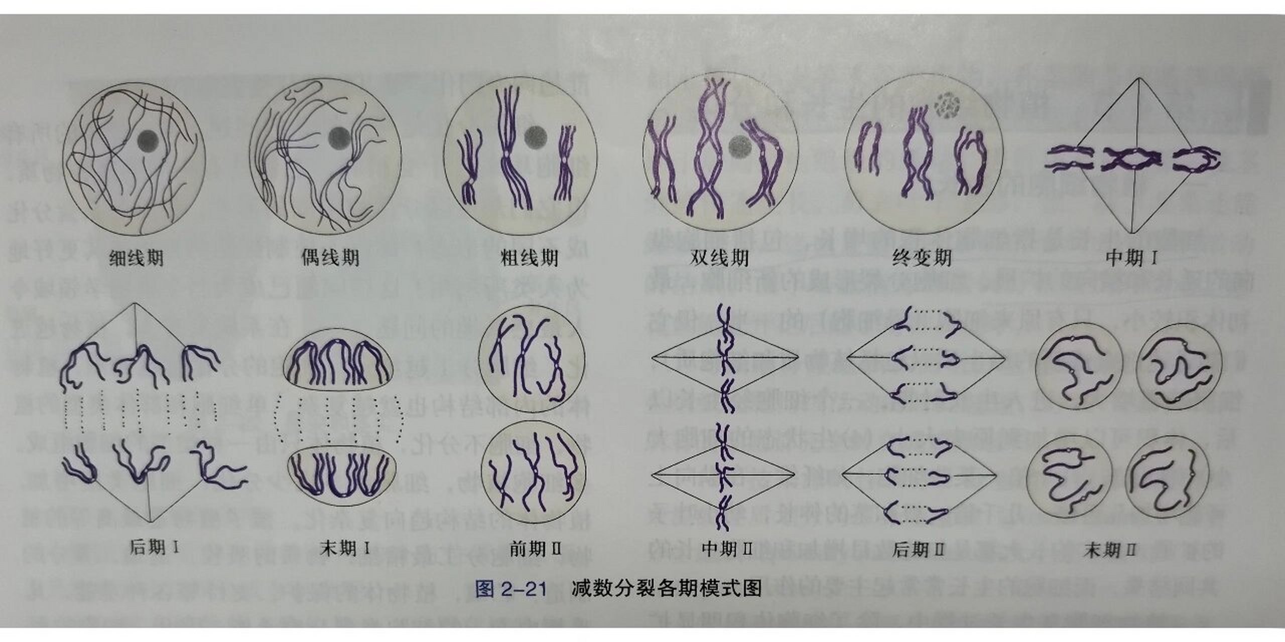 卵细胞减数过程图手绘图片