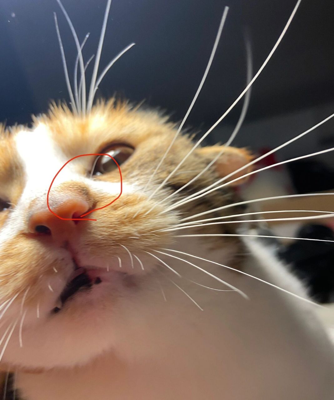 求助:猫咪鼻子长了一个包 今天突然发现猫咪鼻子长了一个疙瘩,表面硬