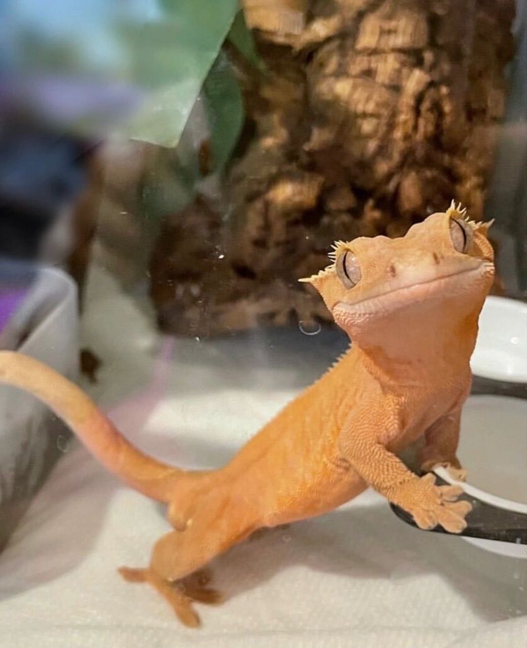 和小崽崽们的一年 #我的年度九图# #爬宠# #睫角守宫# #守宫