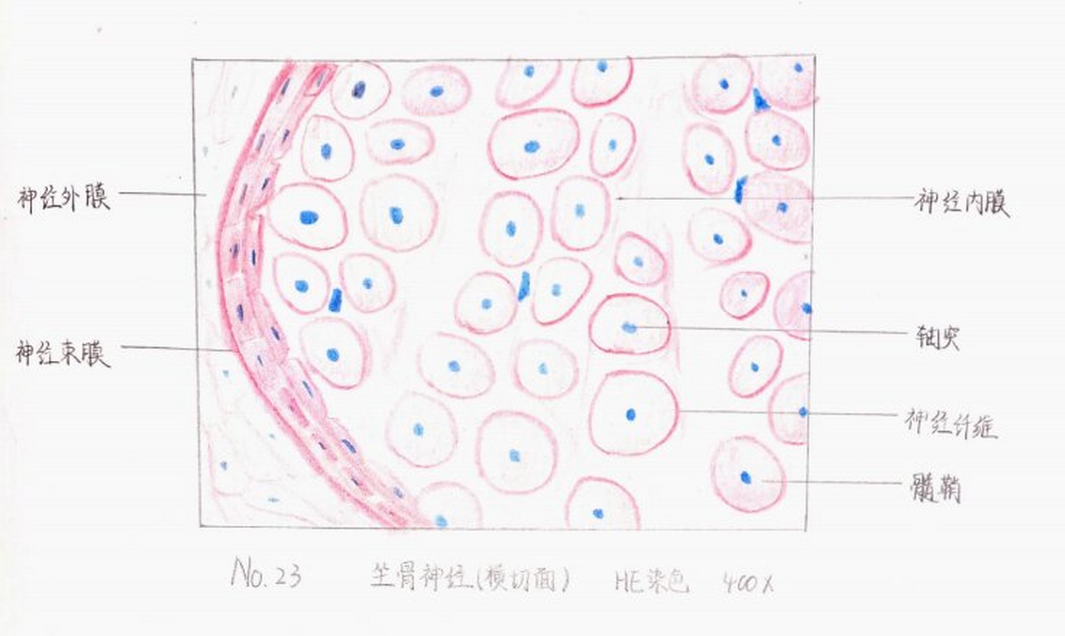 轴突光镜图片