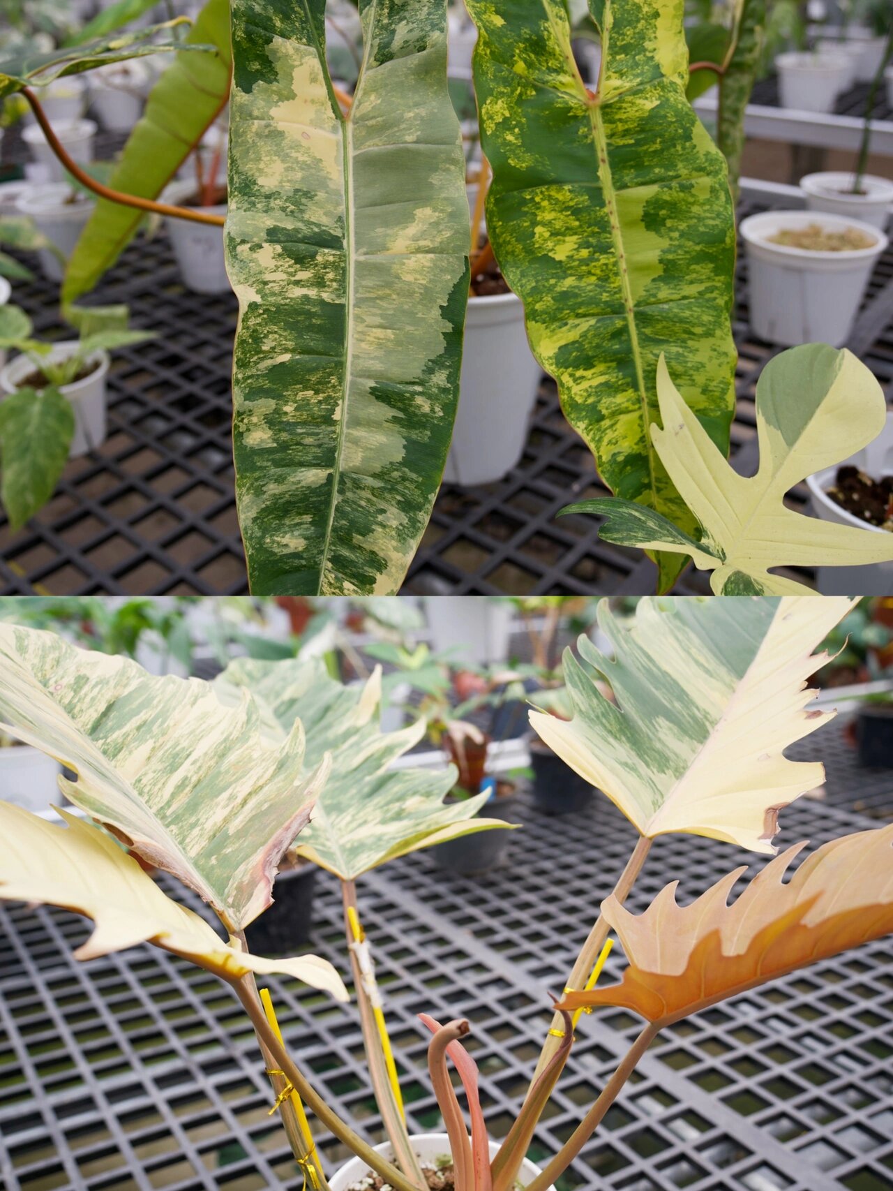 佛山南海花卉博览园|游逛攻略|记得收藏9215 花友们,我终于找到真
