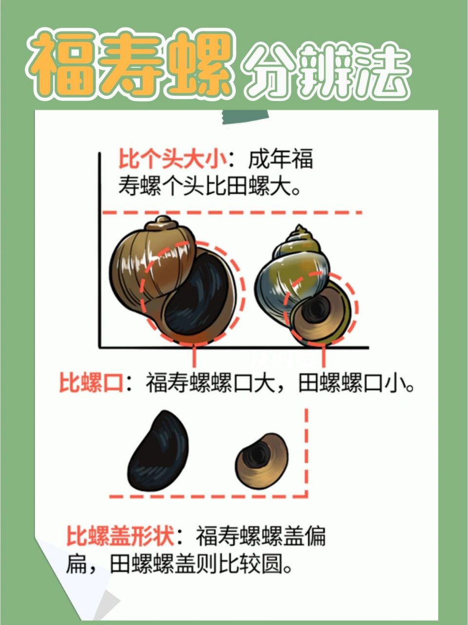 怎样区分福寿螺和田螺?