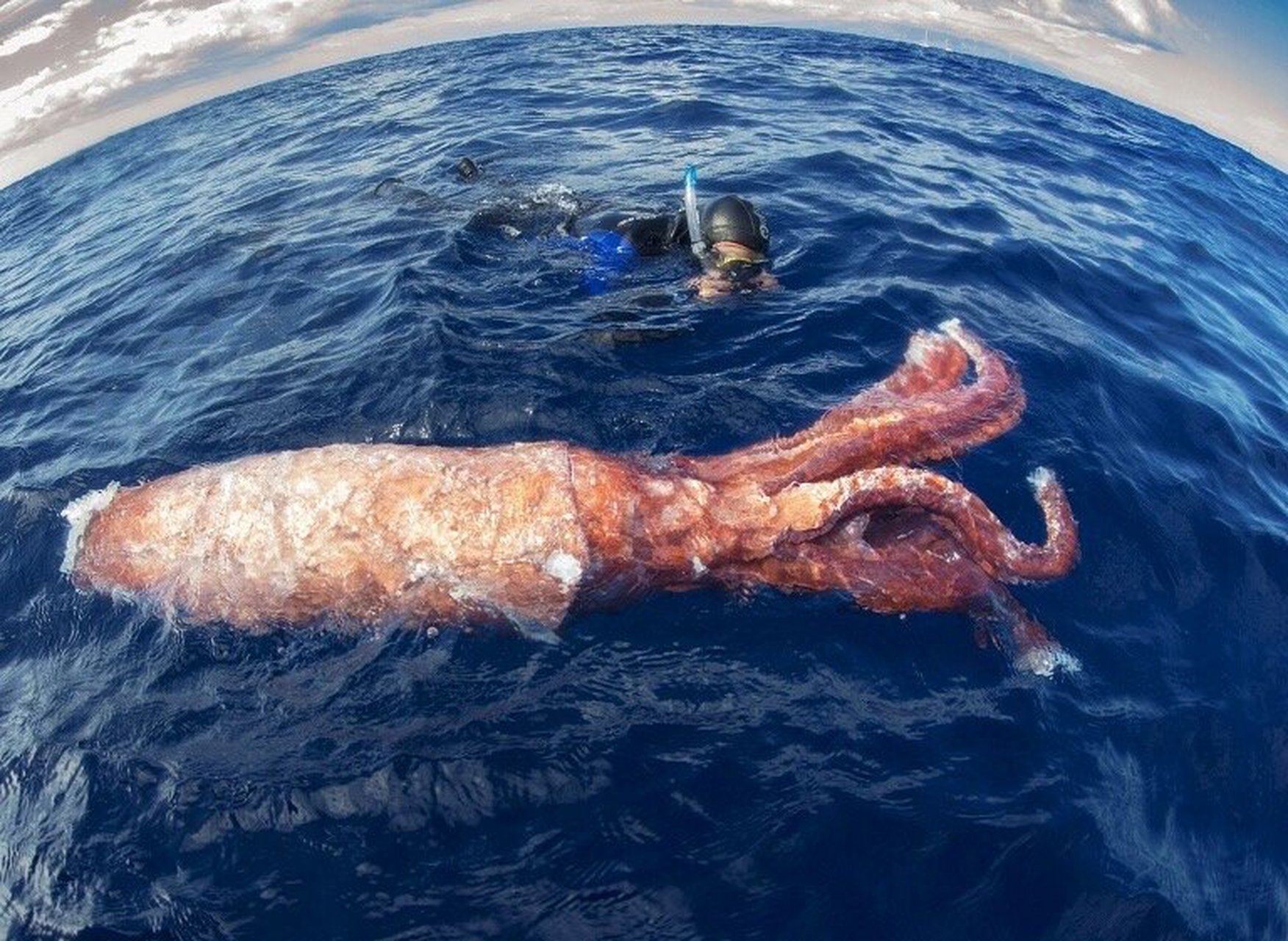 又是涨知识的一天 大西洋大王乌贼:一只大王乌贼(giant squid)的残躯