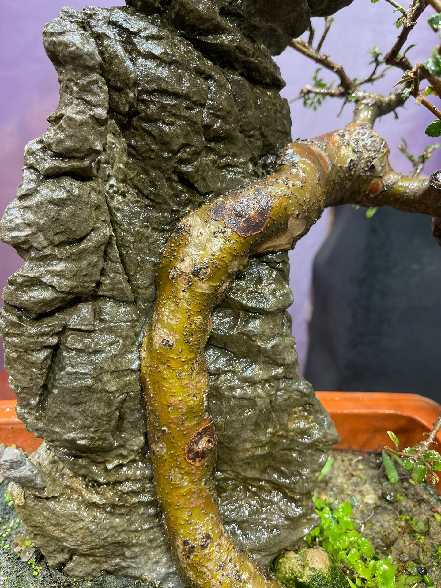 附石小叶榆树盆景