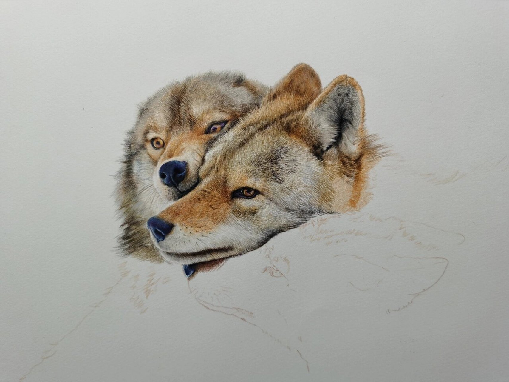 彩铅《狼》看看毛发怎么画 彩铅工具:霹雳马150,获多福细纹水彩纸,加