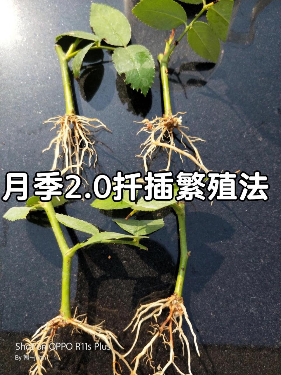 月季2.0扦插繁殖法 一起学起来吧!