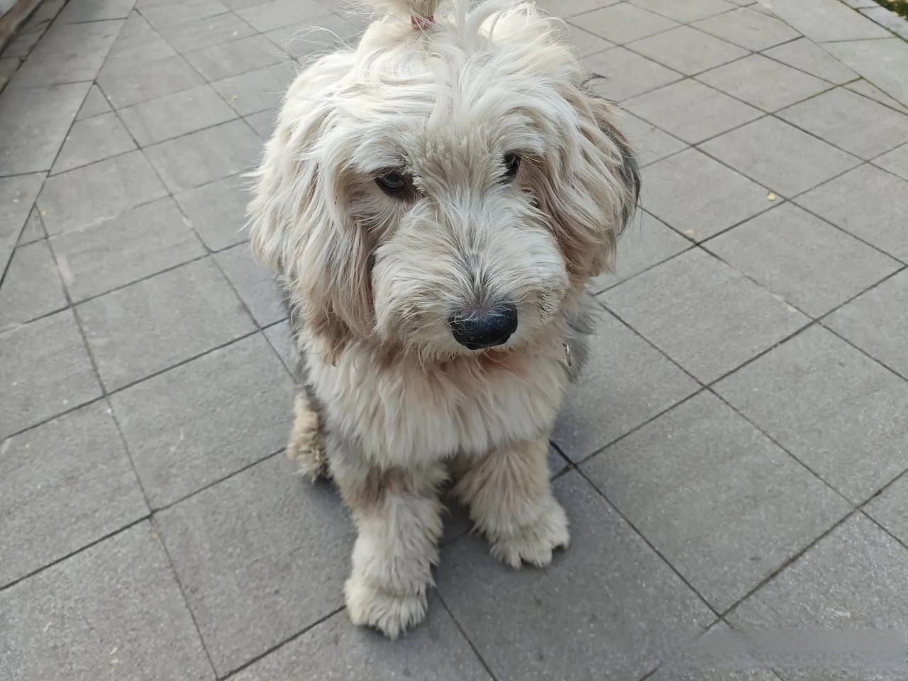 脑袋大,脚爪大,神情呆萌的古牧,七岁的大宝宝了,扎小辫的中年大叔狗