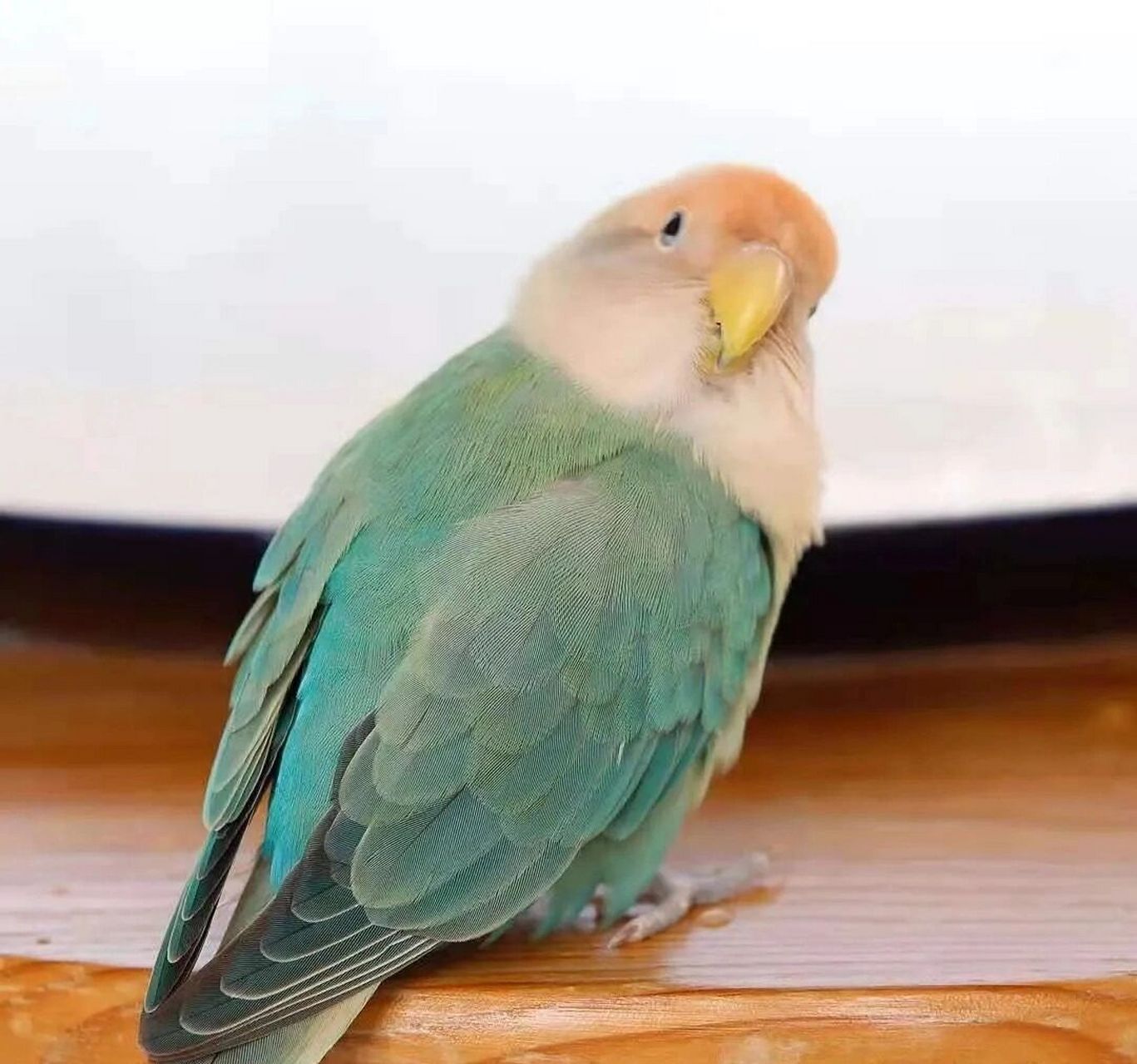绿骡子牡丹鹦鹉图片