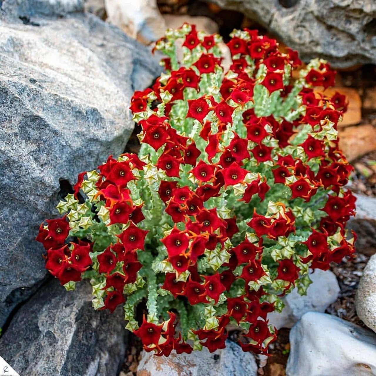 多肉界的"时尚魔花" 一大群正在开花的白珊瑚萝藦caralluma socotrana