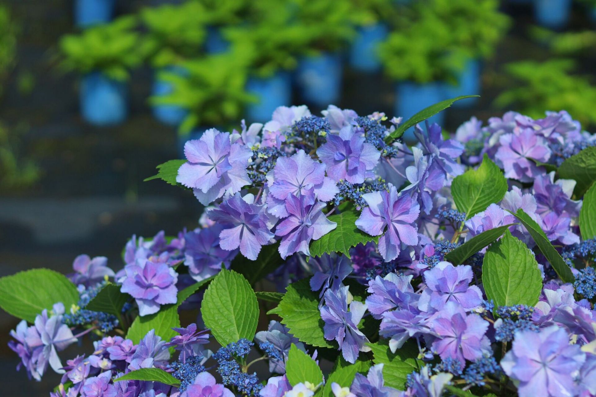 重瓣绣球,最近大热的新品绣球,不调蓝时颜值也非常的高,调蓝后也烦＃