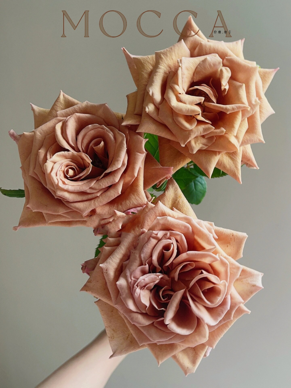 『玫瑰·摩卡(佰盛美)』 复古色玫瑰摩卡～对新手很友好的一款玫瑰噢