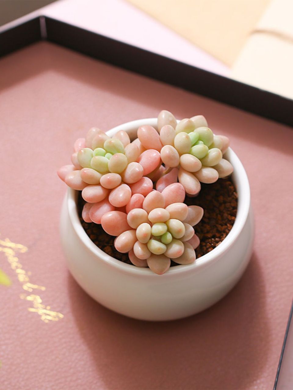 每天认识一种多肉:洛可可 肉肉介绍: 中文名:洛可可 英文名:echeveria