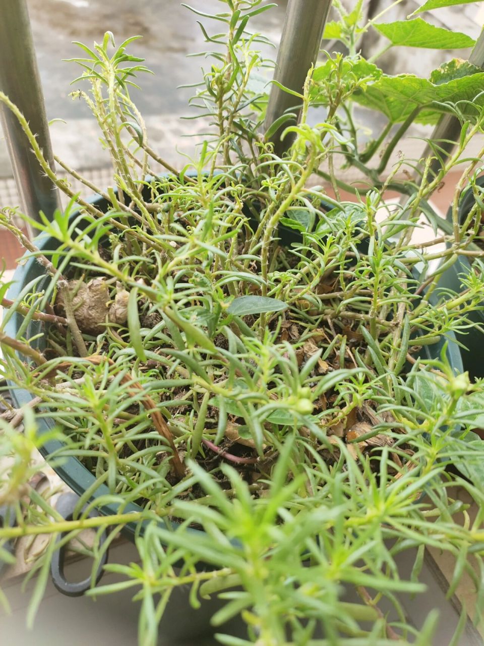 太阳花掉掉叶子 太阳花一直掉叶子是怎么回事,求解决办法