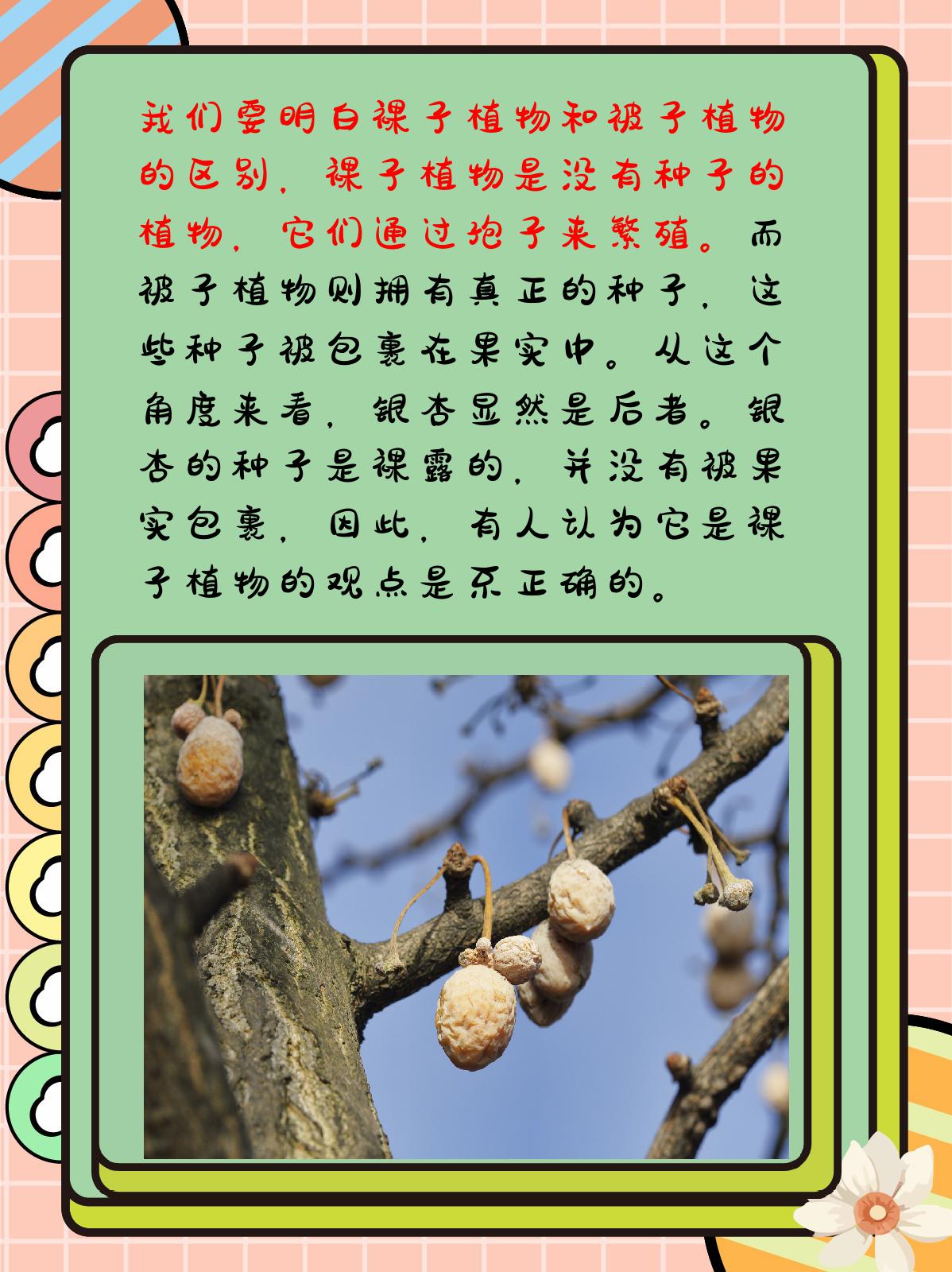 银杏是裸子植物还是被子植物