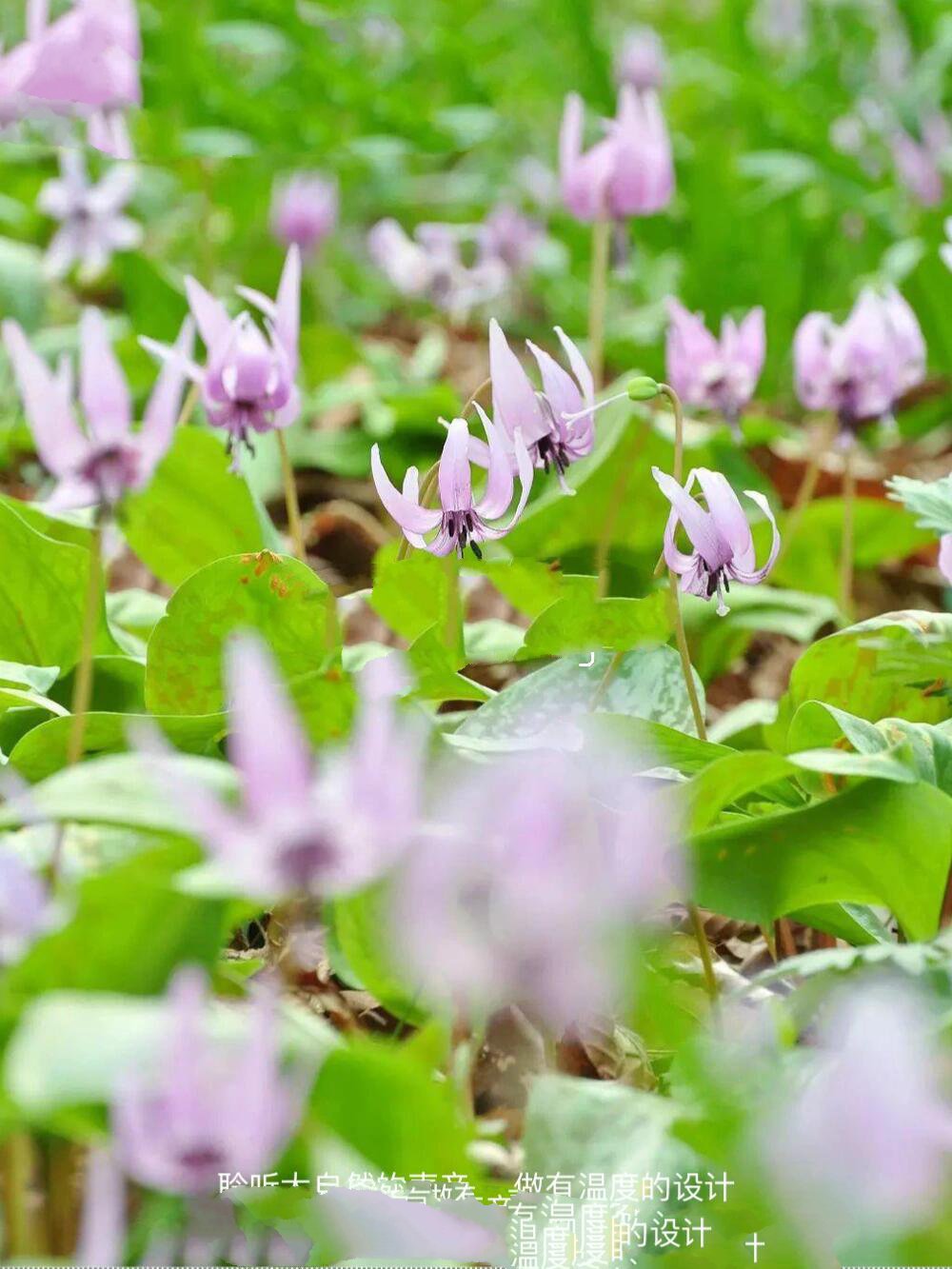 猪牙花 | 一种美貌被名字耽误的花园植物 猪牙花erythronium 	 一种