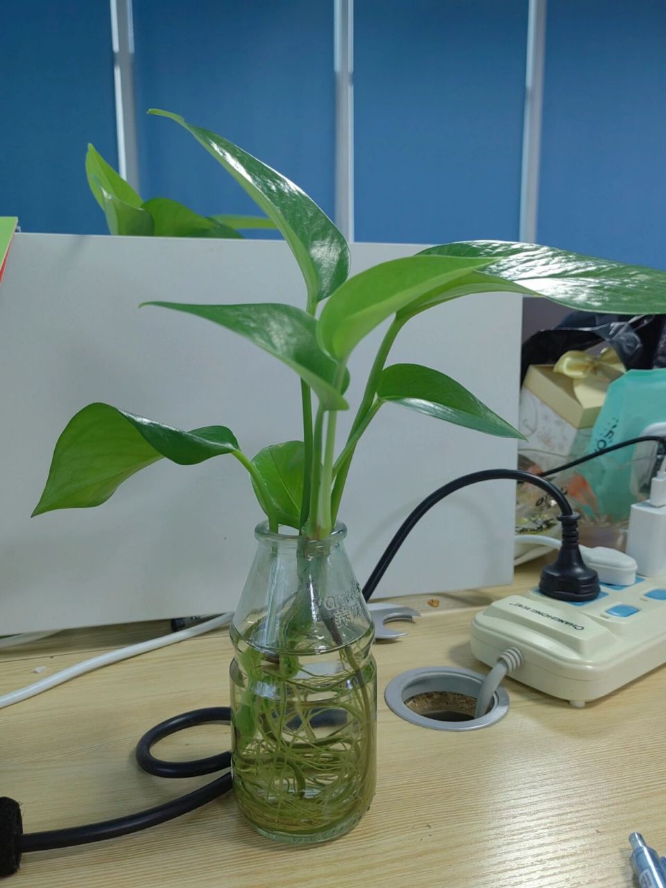 水培绿萝 1. 扯一束带根的绿萝移植到小瓶里,喝空的牛奶玻璃瓶或水果