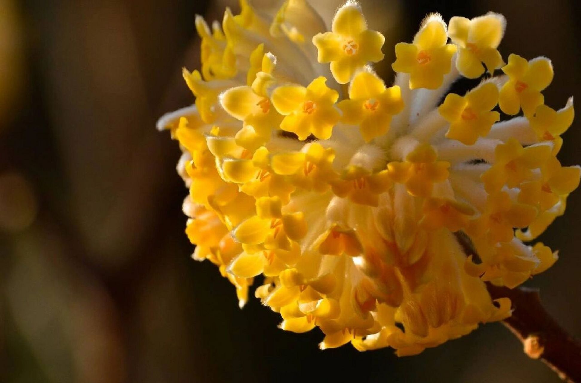 瑞香花山梦图片